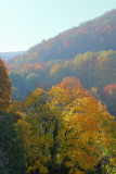 Fall in the Vienna Woods