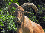 Mouflon_Sheep_2.jpg