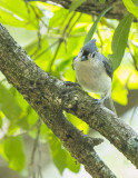 crockett pond birds-5.jpg