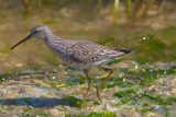 Stilt Sandpiper CK.jpg