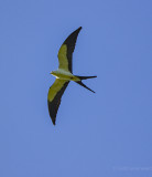 STKI Swallowtail Kite-4.jpg