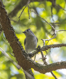 crockett pond birds-6.jpg