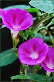Morning glory