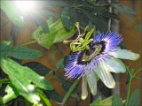 Maypop , Changed with colored pencil tool and Light Sunburst and a bit of blurring on the petals