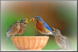 BLUE BIRD MALE AND FLEDGLINGS