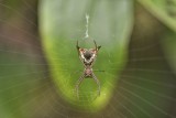 I believe this is an Orb Weaver spider