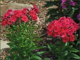 Tall Garden Phlox