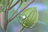 stink bug?