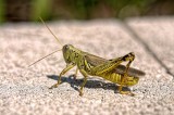 Grasshopper-2
