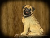 pugszy