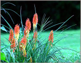 Torch Lilly