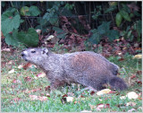 woodchuck