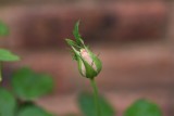 Showing Potential