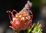 Grevillia Superb 