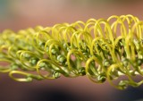 Grevillea Golden Lyre