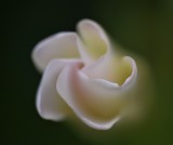 Mandevilla