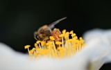 Bee in a Fried Egg Flower 2