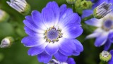 Cineraria up close and purple