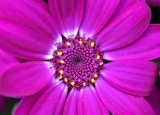 The exquisite intricacy of a cineraria