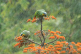 Orange-winged Parrots in rain