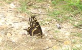<i>Papilio palamedes</i></br>Palamedes Swallowtail