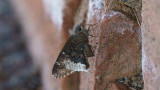<i>Thorybes casica</i></br>Desert Cloudywing