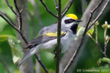 Golden-winged Warbler