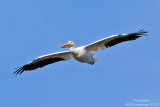 White Pelican