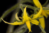 3/19/2020  Solanum lycopersicum flower (Tomato cultivar Early Girl)
