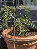 4/2/2020  Early Girl hybrid tomato