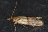 5/23/2020  Plodia interpunctella (Indian Meal Moth)