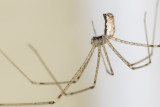 8/13/2020  Holocnemus pluchei (Marbled Cellar Spider) in my bathroom