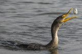 9/15/2020  Cormorant with fish