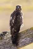 9/19/2020  Red-tailed Hawk