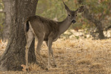 10/9/2020  Black-tailed deer (Odocoileus hemionus columbarius)