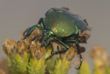 Fig Eater Beetle (Cotinis mutabilis)