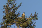 11/4/2020  Peregrine Falcon
