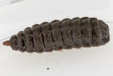 11/17/2020  Hermetia illucens - Black Soldier Fly Larvae