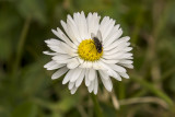 1/10/2021  Fly on Bellis perennis (Lawn Daisy)