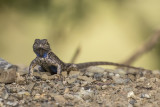 3/31/2021  Western fence lizard  (Sceloporus occidentalis)