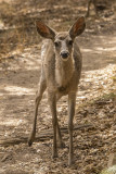 5/13/2021  White-tailed deer (Odocoileus virginianus)