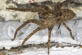 8/15/2021  Zoropsis spinimana  (False Wolf Spider)