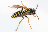 10/28/2021  Polistes dominula  (European Paper Wasp)