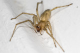 7/8/2022  Sac Spider Clubiona sp? Clubionidae
