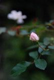 DSC_0228ss.jpg