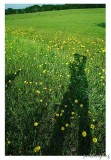 Me and my shadow