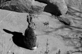 Gazing Hare
