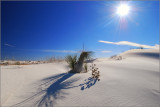 DSC_4575ss.jpg