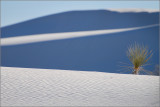 DSC_4880ss.jpg