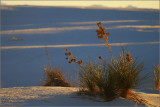 DSC_5032ss.jpg